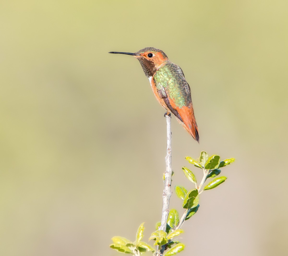 Allen's Hummingbird - BAL Land