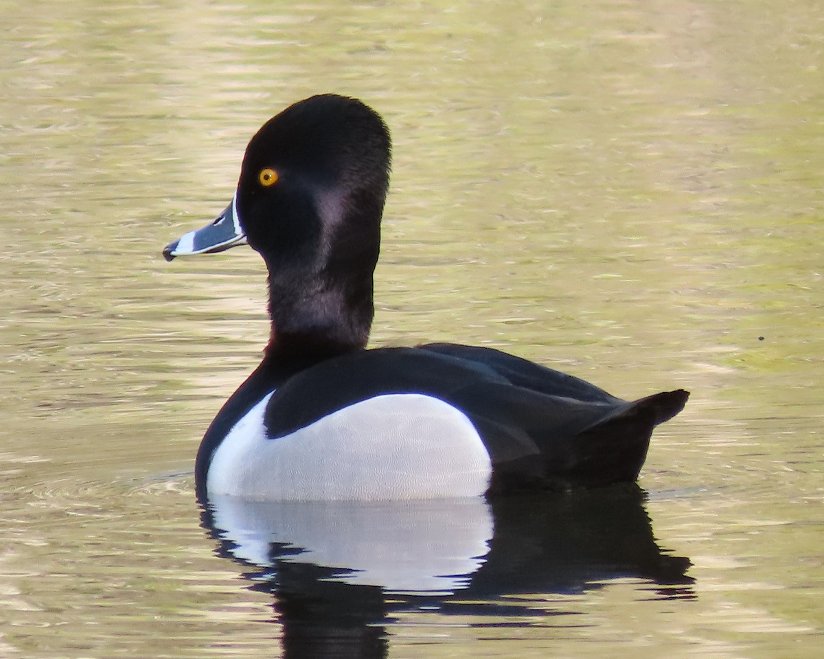 Ring-necked Duck - ML426200411