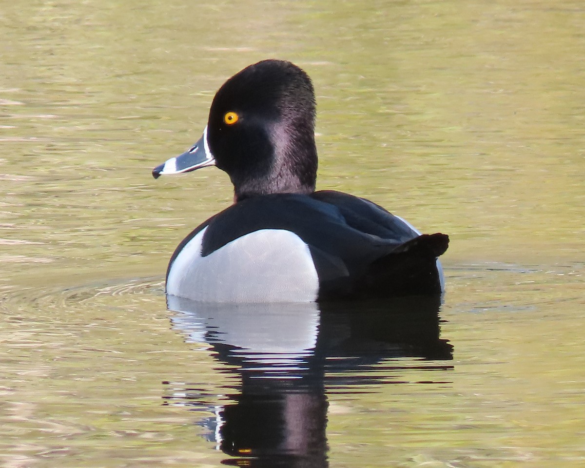Ring-necked Duck - ML426200421