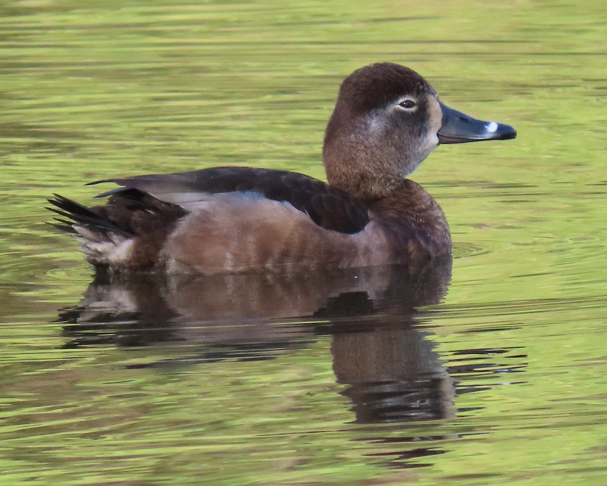 Ring-necked Duck - ML426200591