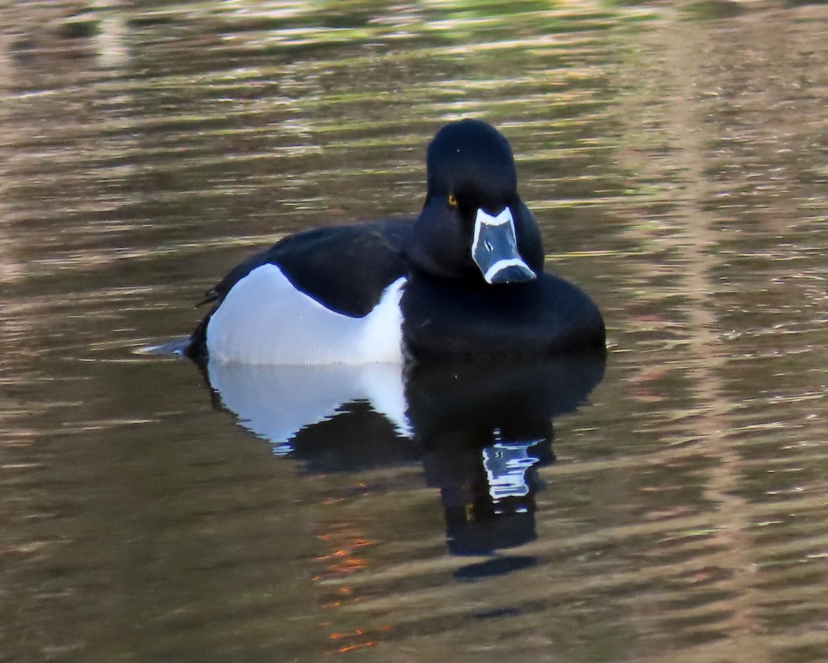 Ring-necked Duck - ML426201131