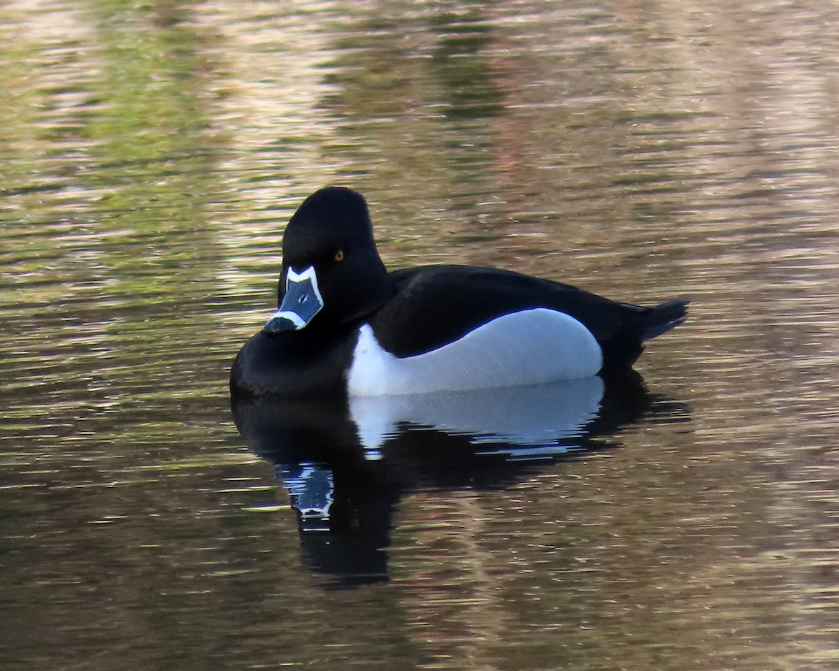 Ring-necked Duck - ML426201141