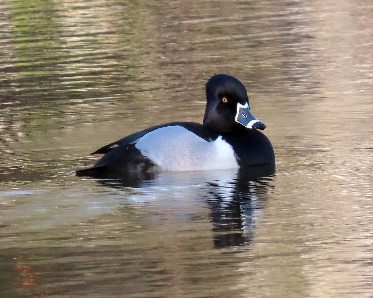 Ring-necked Duck - ML426201151