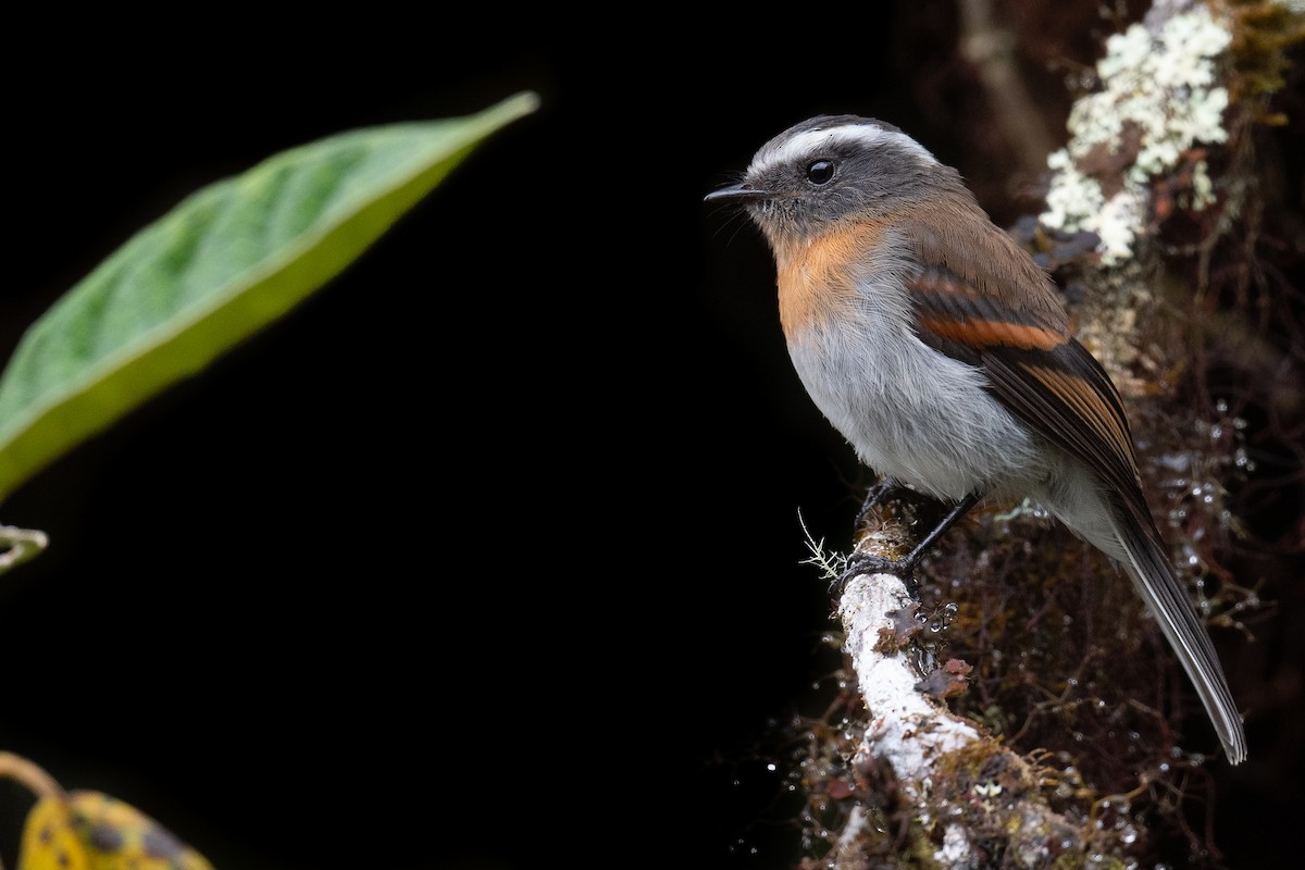 Rufous-breasted Chat-Tyrant - ML426203311