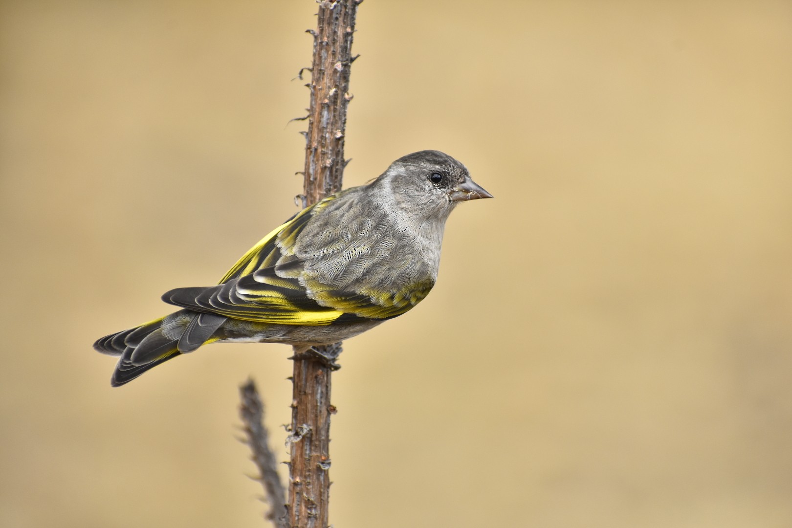 Jilguero de los pinos perplexus eBird