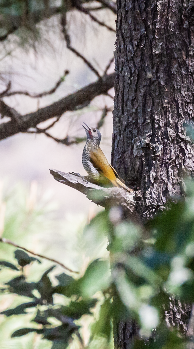 Gray-crowned Woodpecker - ML426214671