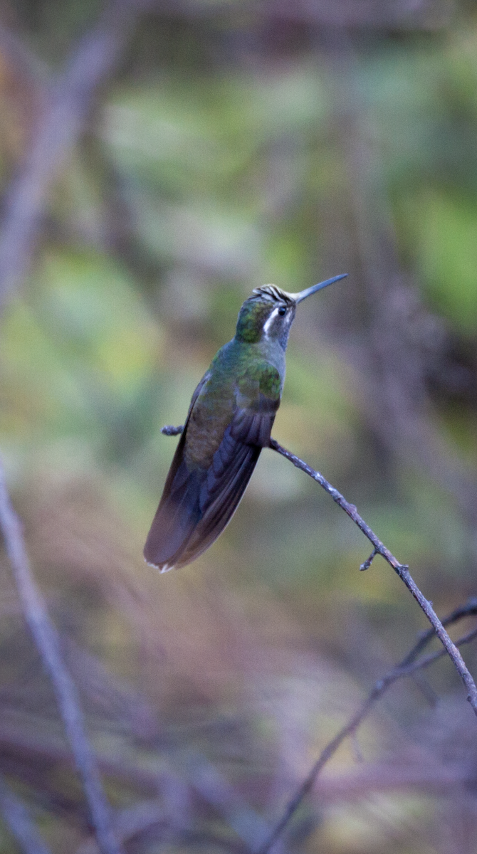 kolibřík blankytohrdlý - ML426215091