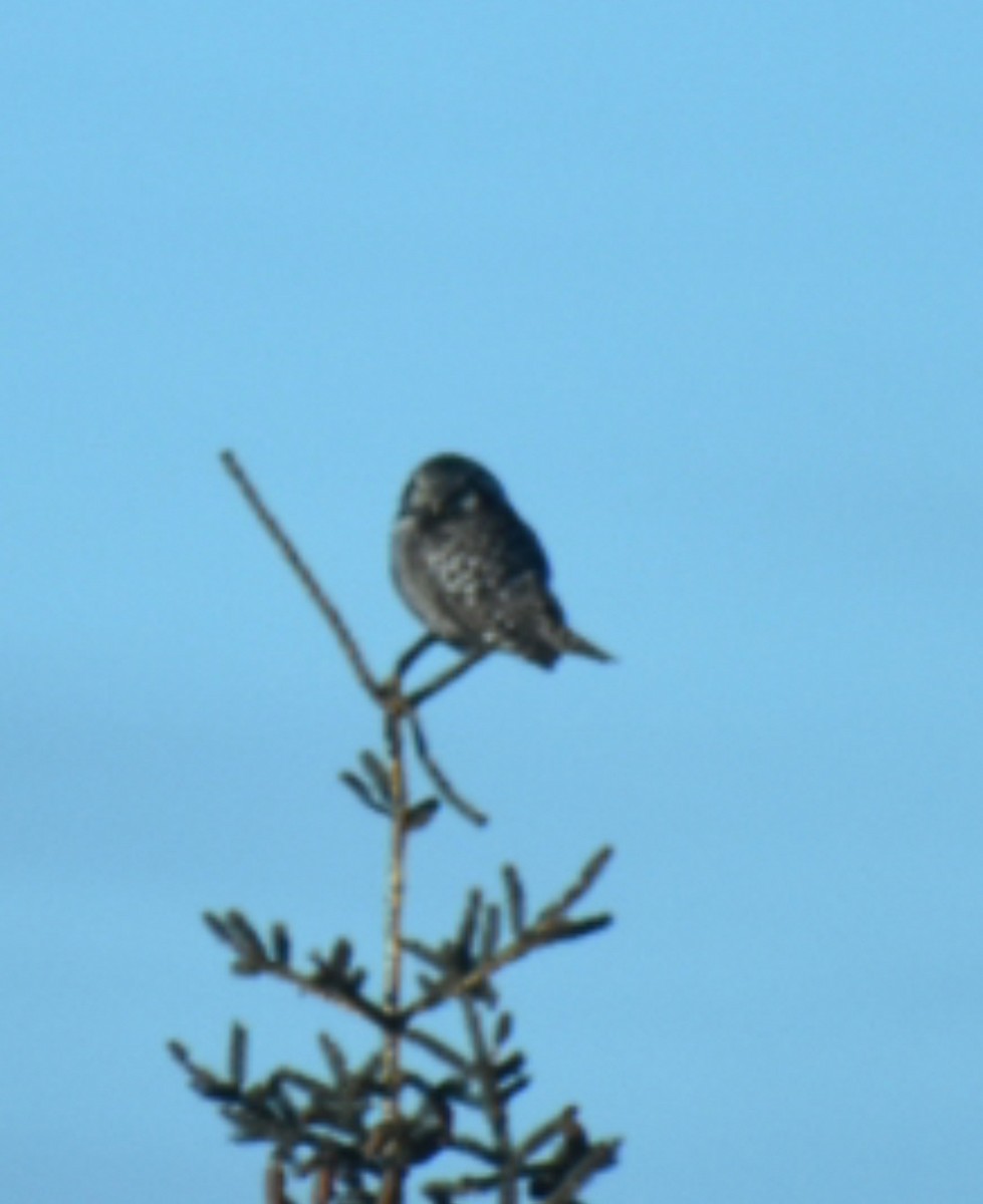 Northern Hawk Owl - Alysha Riquier