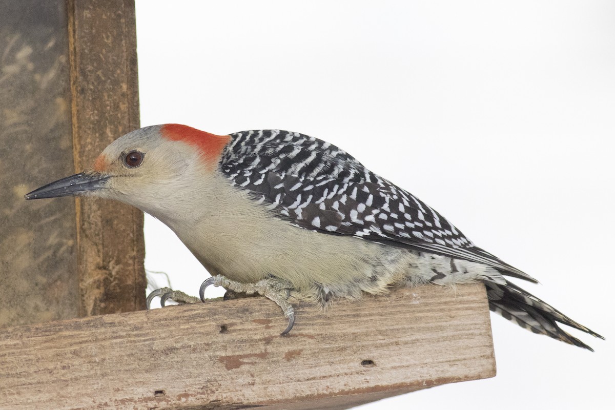 Red-bellied Woodpecker - David Brown