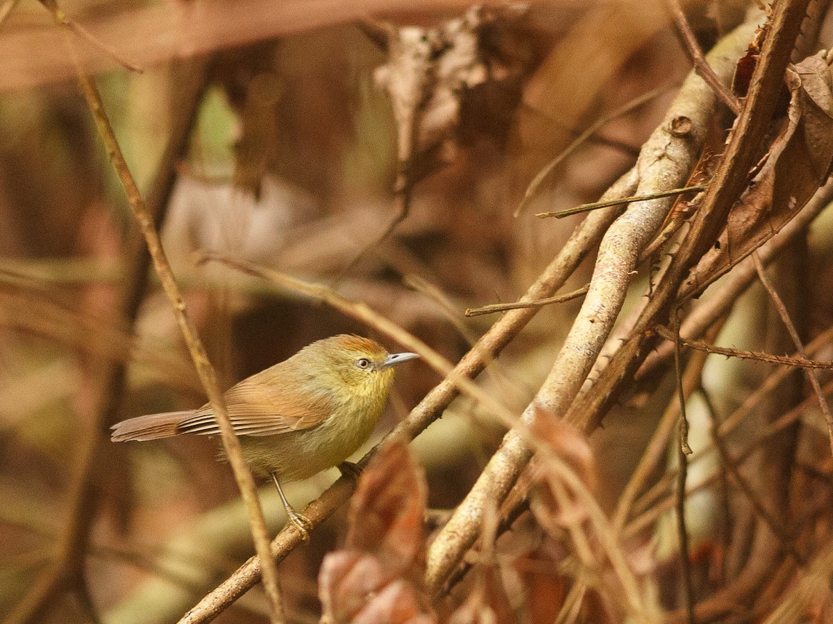 Buff-chested Babbler - Bengia Mrinal