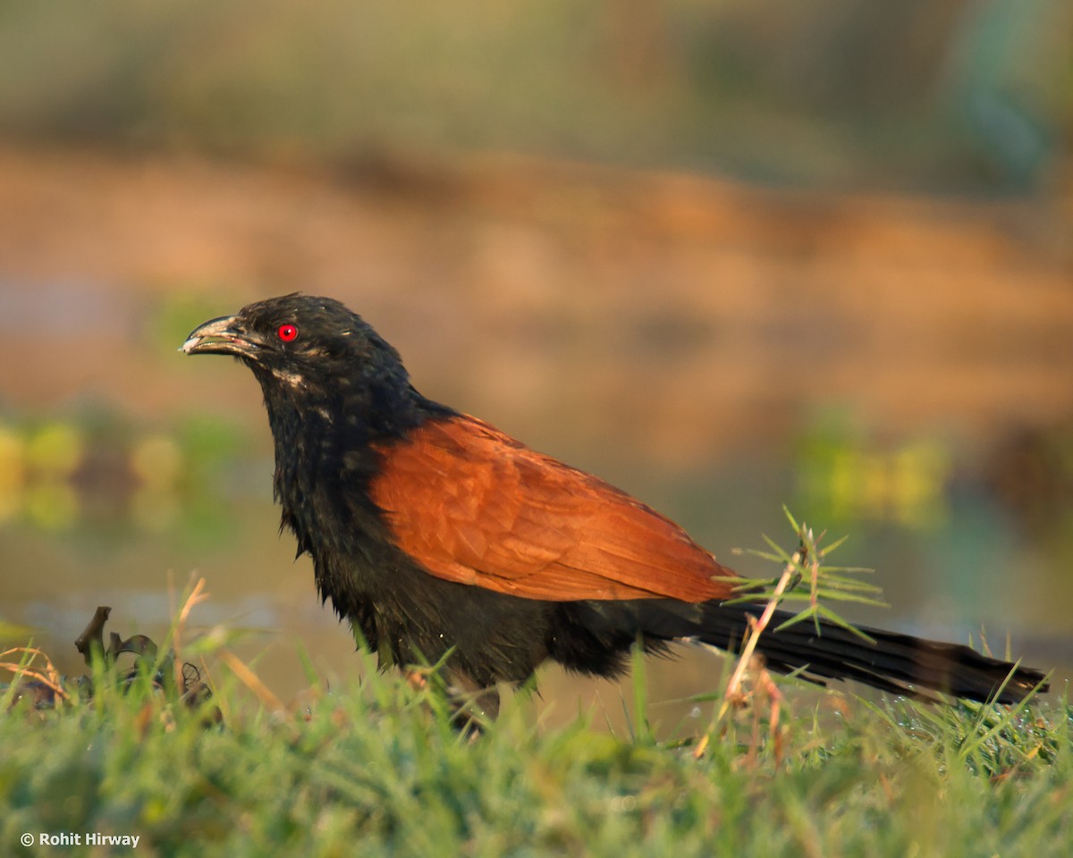 Greater Coucal - Rohit Hirway