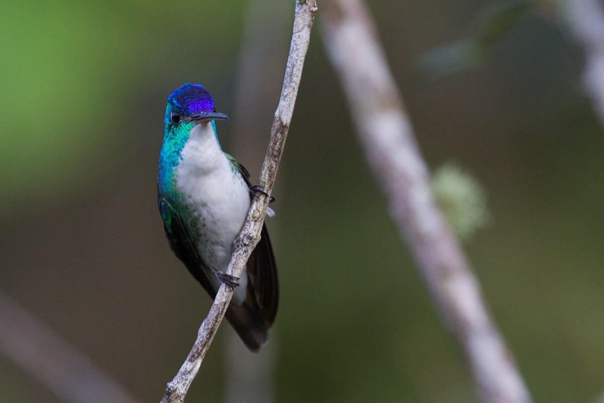 kolibřík andský - ML426231081
