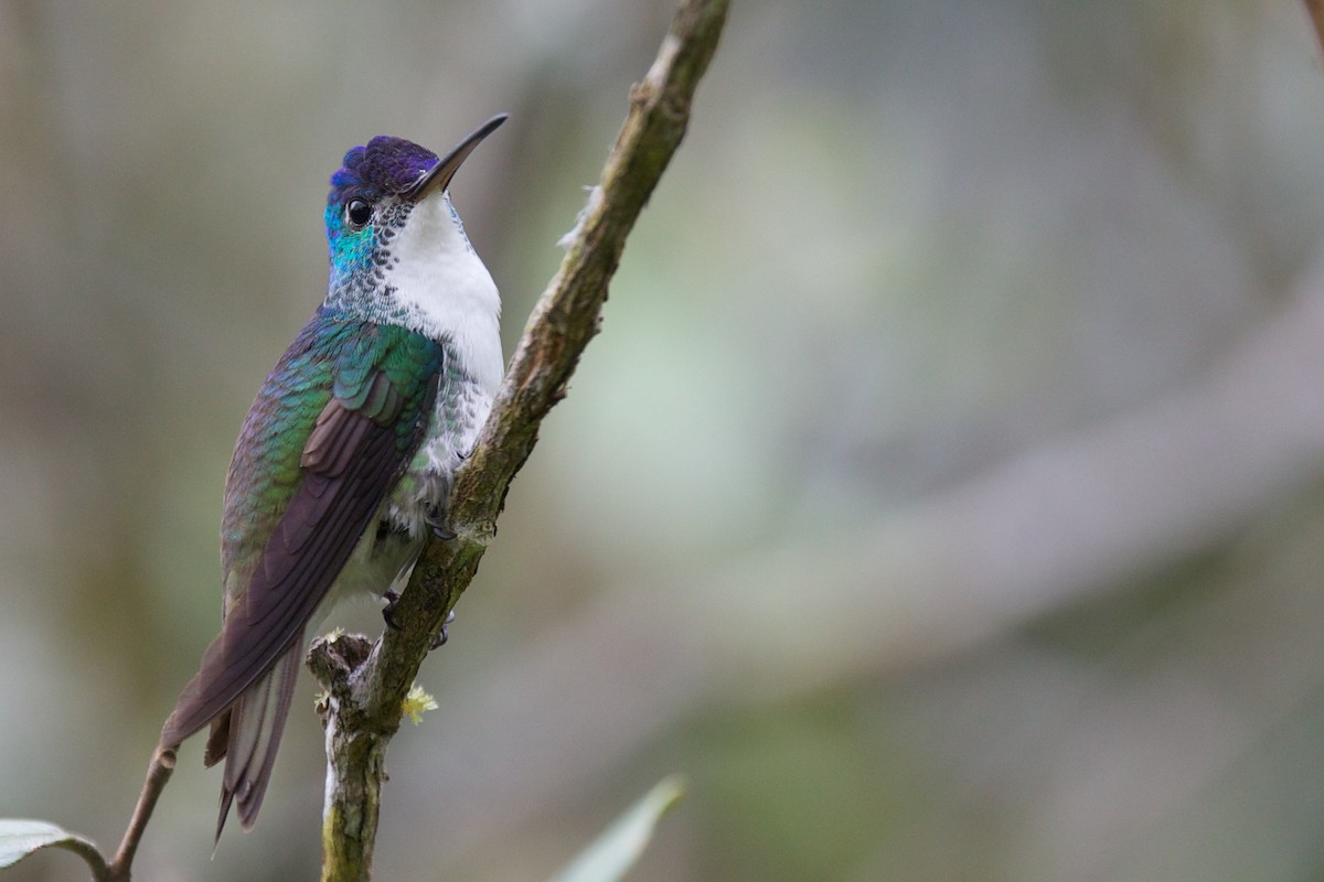 Andean Emerald - ML426231221