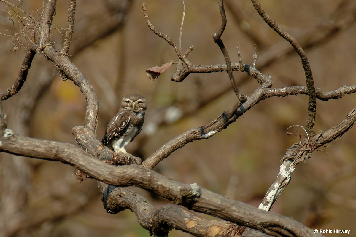 Forest Owlet - Rohit Hirway