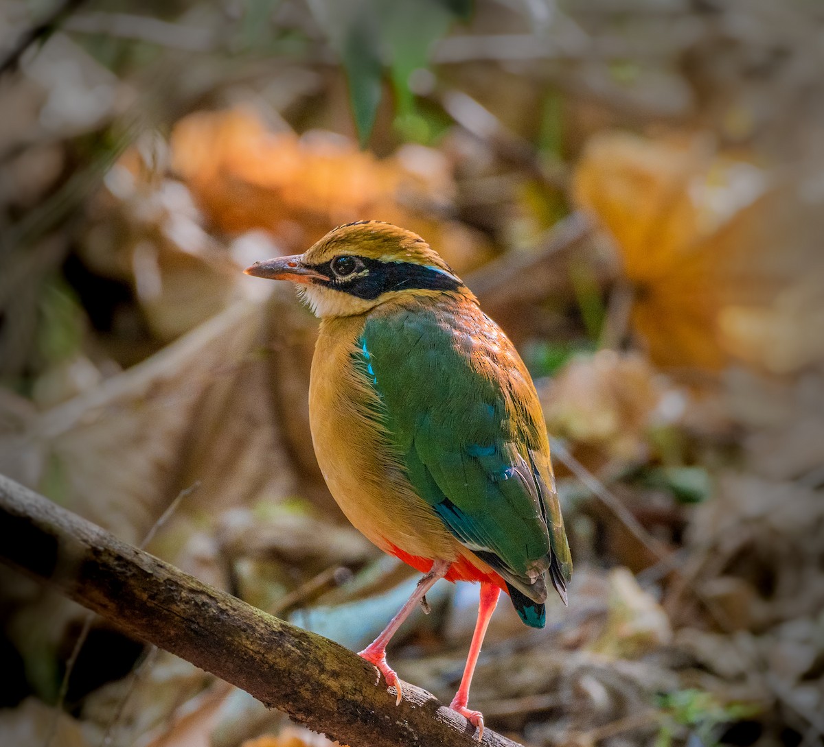 ML426234921 - Indian Pitta - Macaulay Library