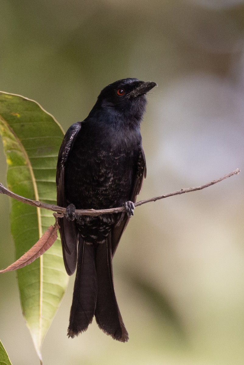 Fork-tailed Drongo (Glossy-backed) - ML426241851