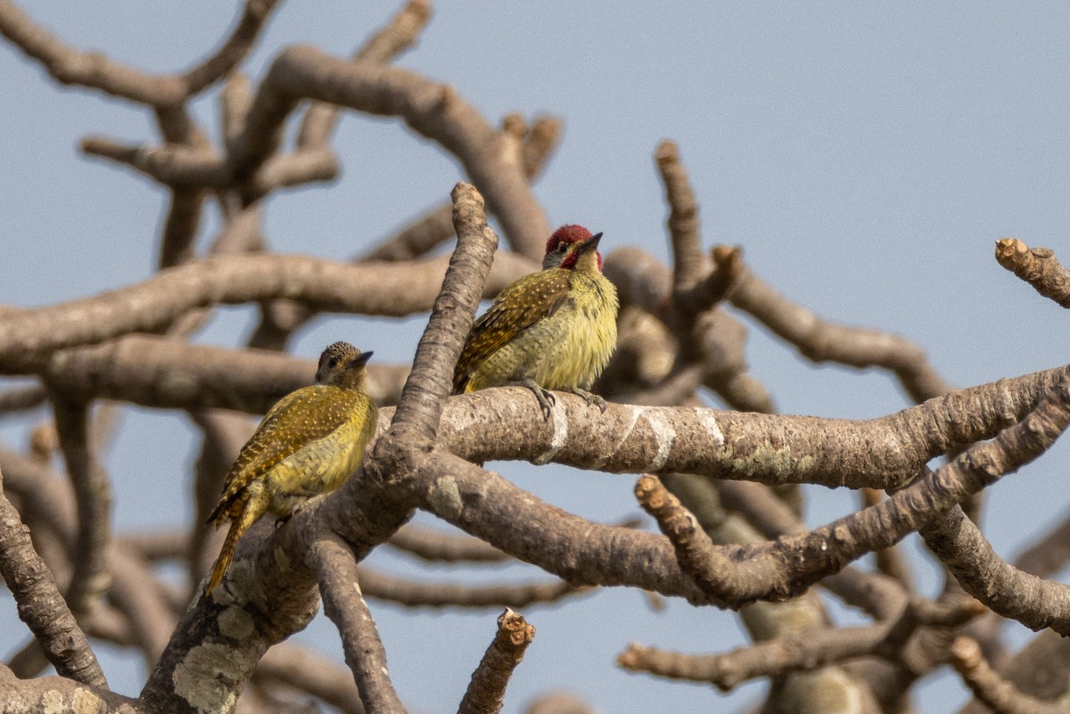 Fine-spotted Woodpecker - Lutz Duerselen