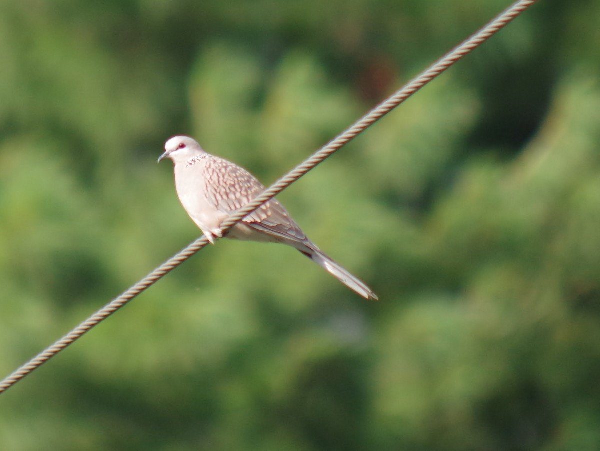 Spotted Dove - ML426246661