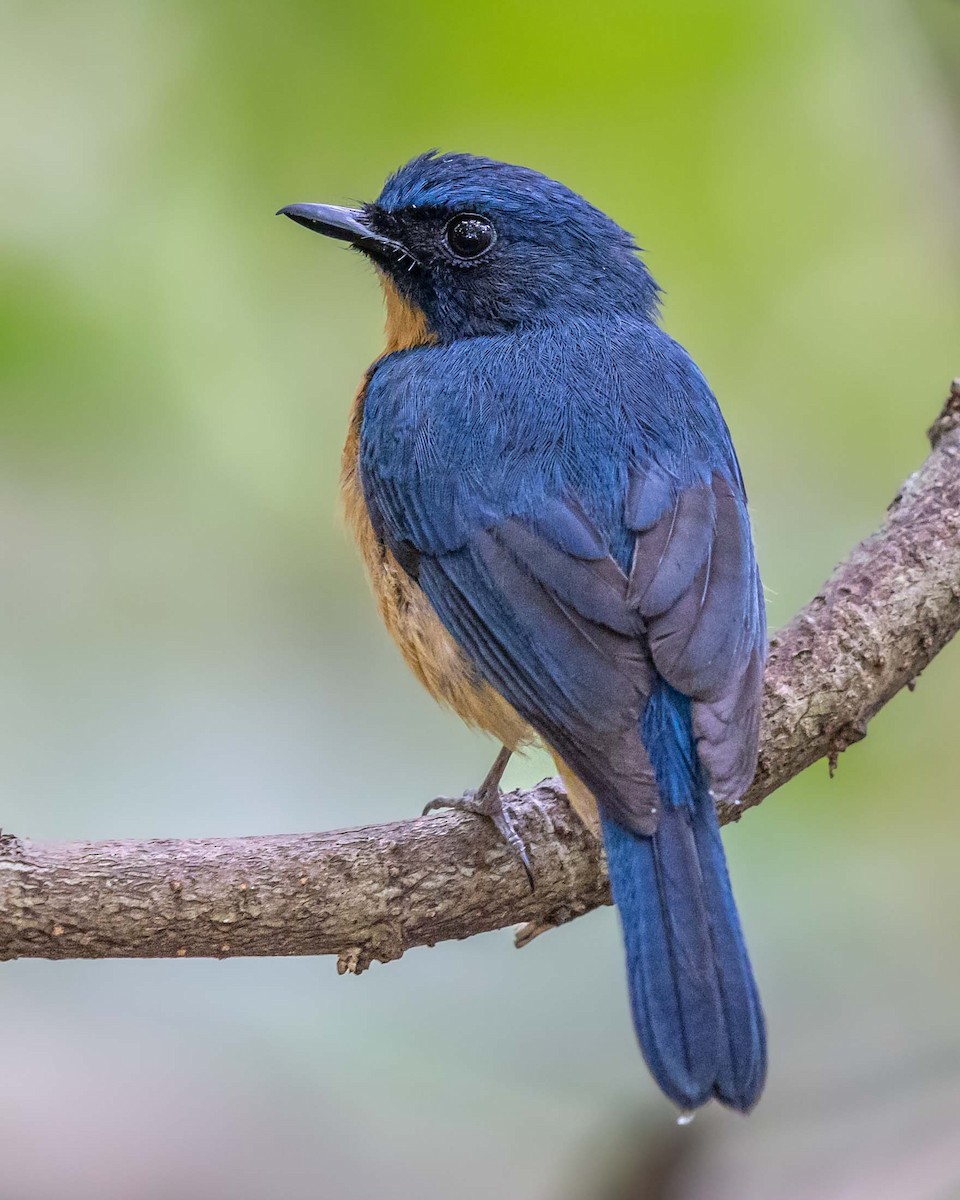 Mangrove Blue Flycatcher - Saravanan Krishnamurthy