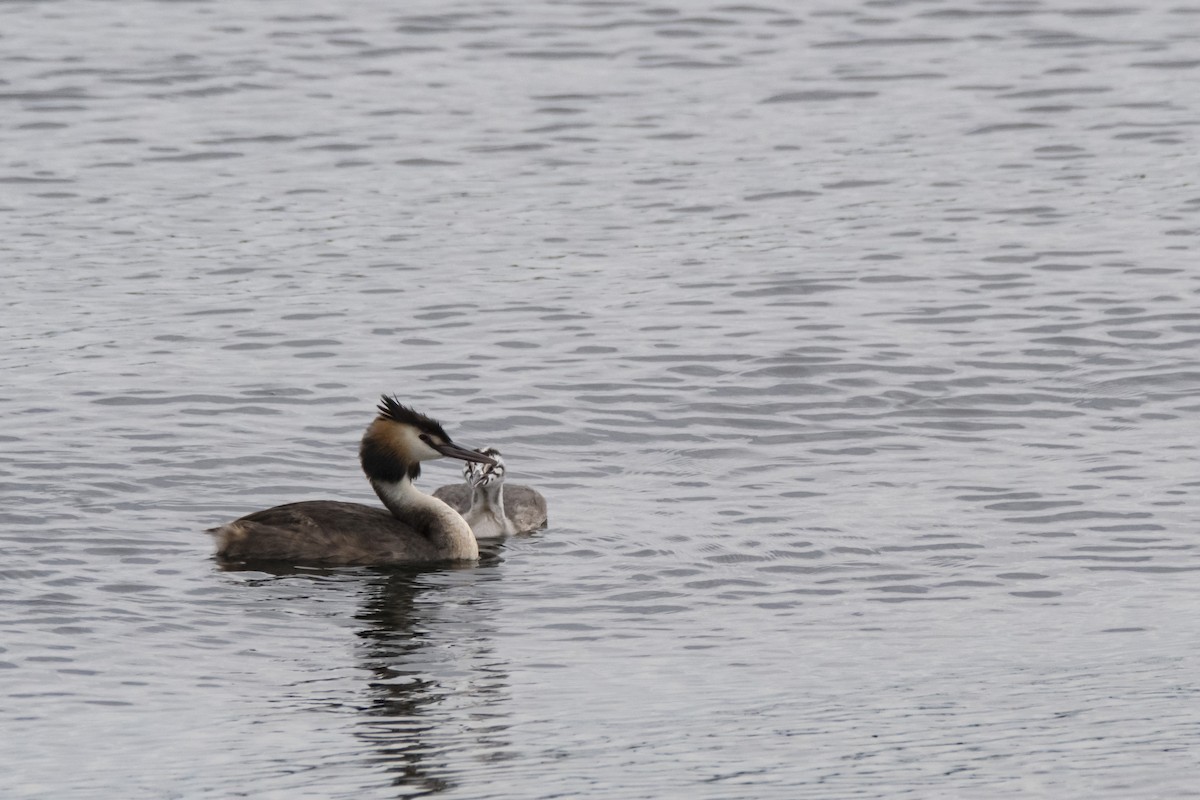 Great Crested Grebe - ML426248871