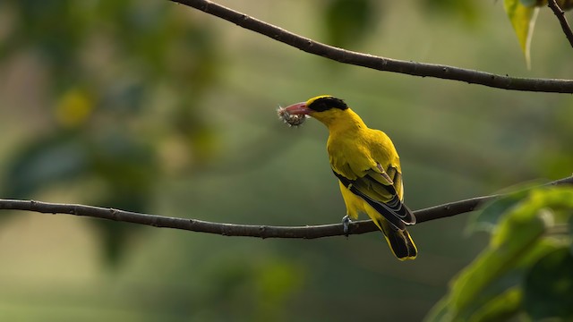 Black-naped Oriole - eBird