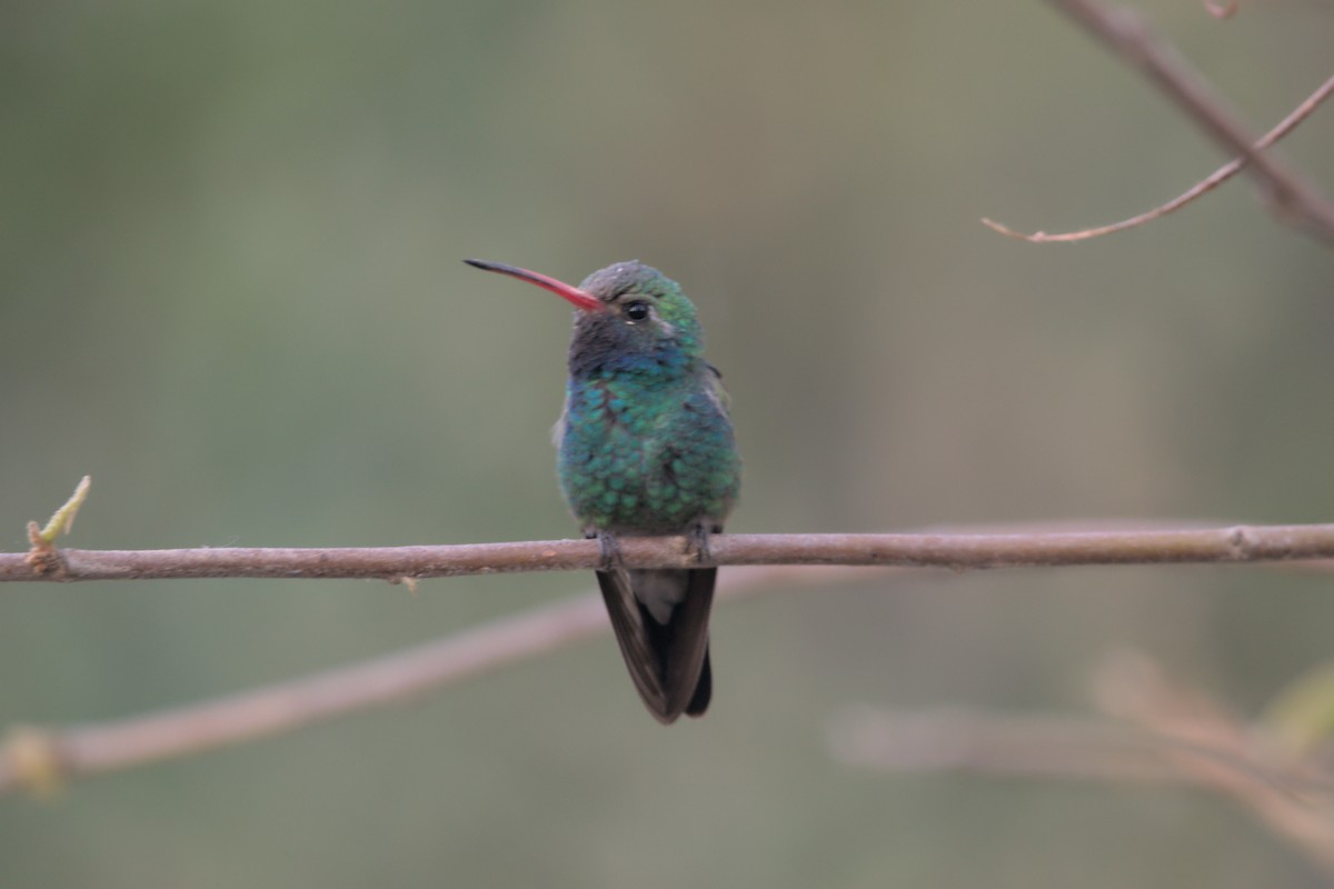 Broad-billed Hummingbird - shobak kythakyapuzha
