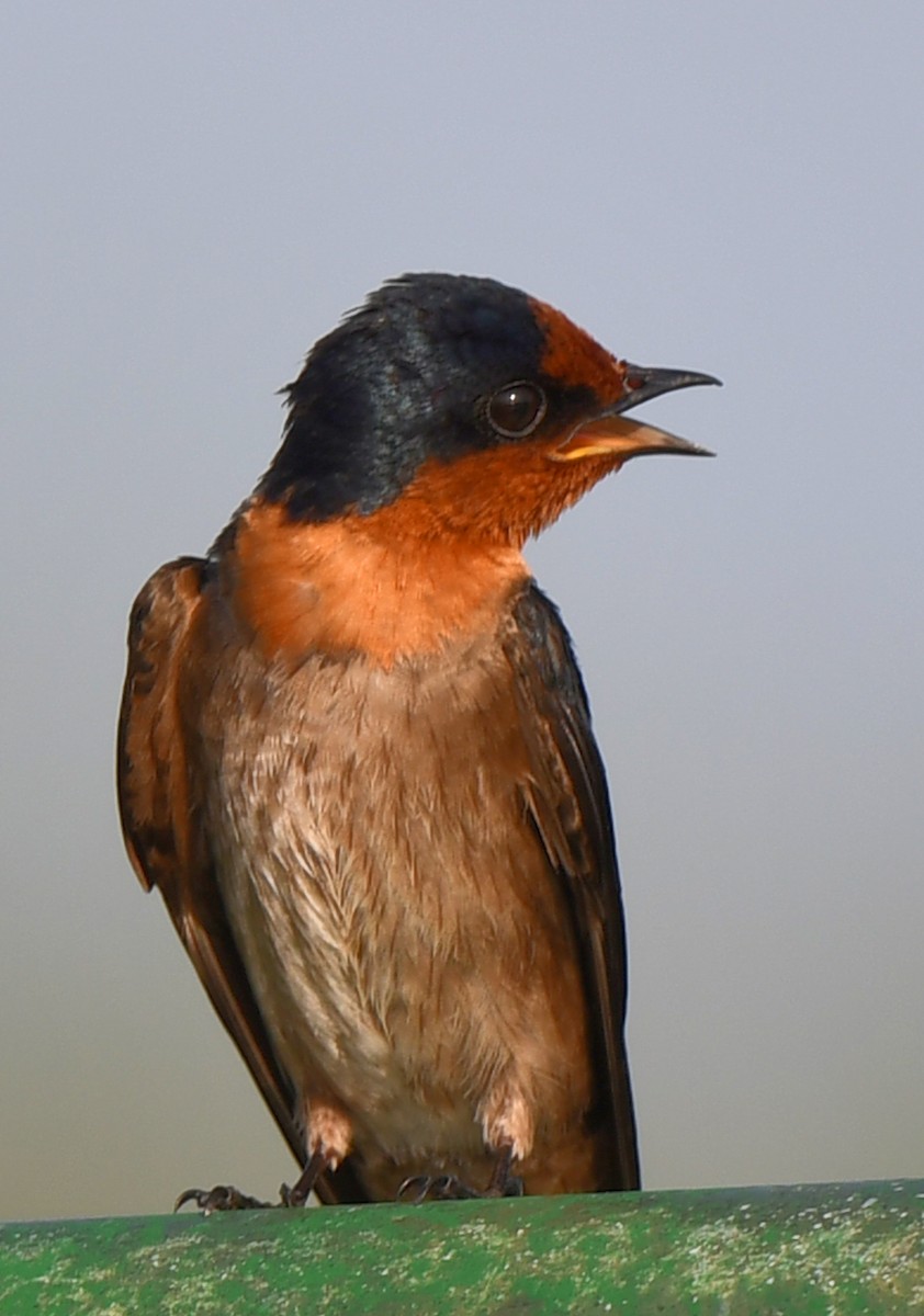 Pacific Swallow - ML426257621