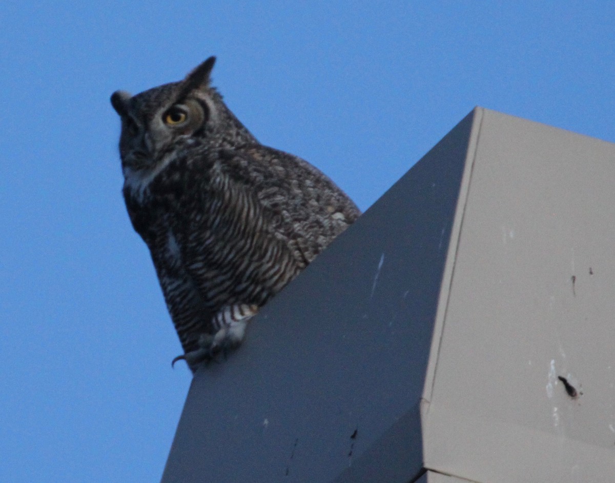 Great Horned Owl - ML42625901