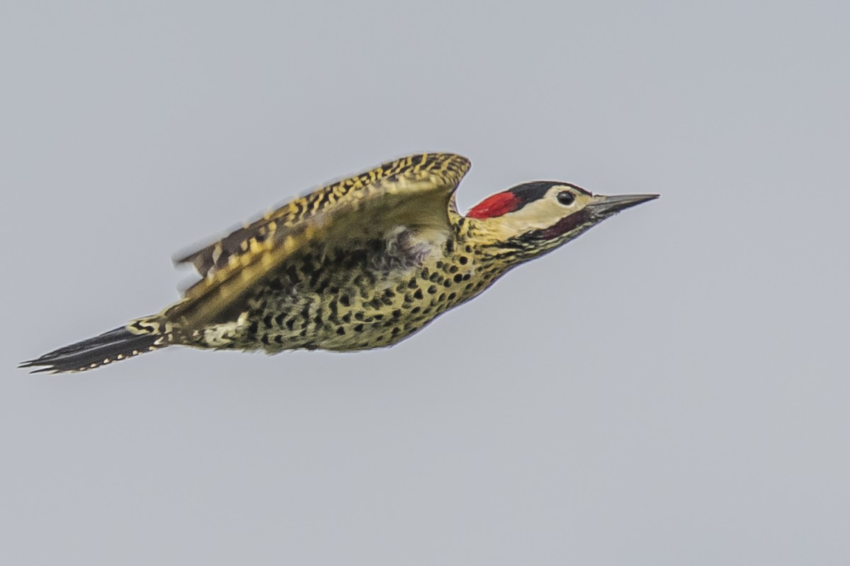 Green-barred Woodpecker - ML426270441