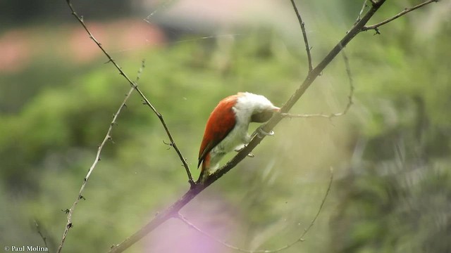 Scarlet-backed Woodpecker - ML426273161