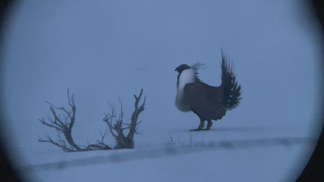 Greater Sage-Grouse - ML426274471