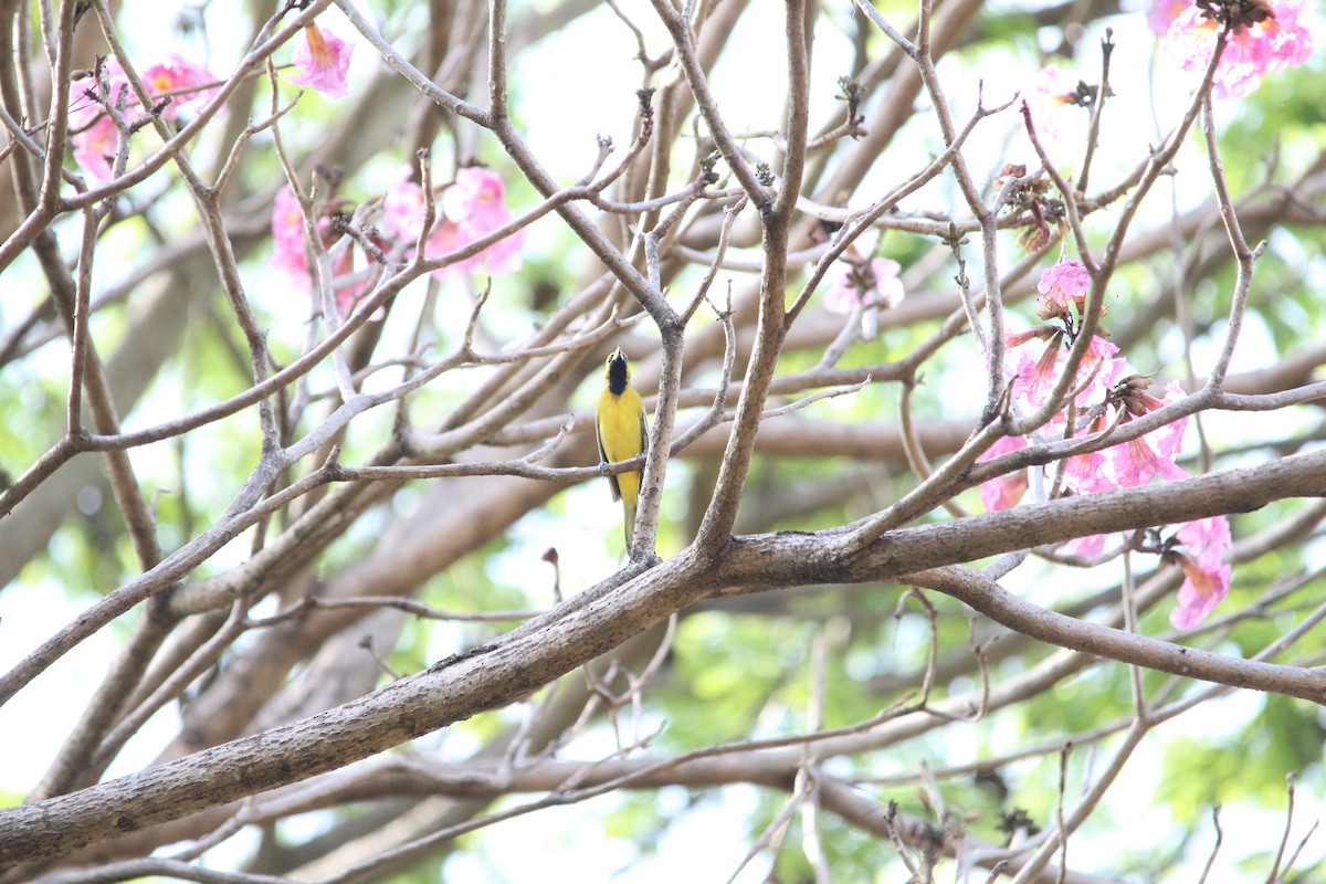 Orchard Oriole - ML426276541
