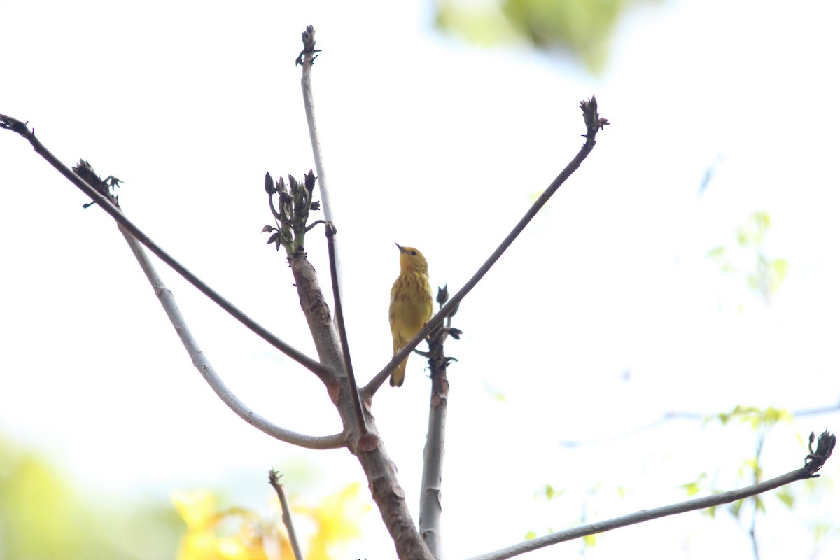 Yellow Warbler - Paul 🐈🔭🦜 Rodríguez @elpuma