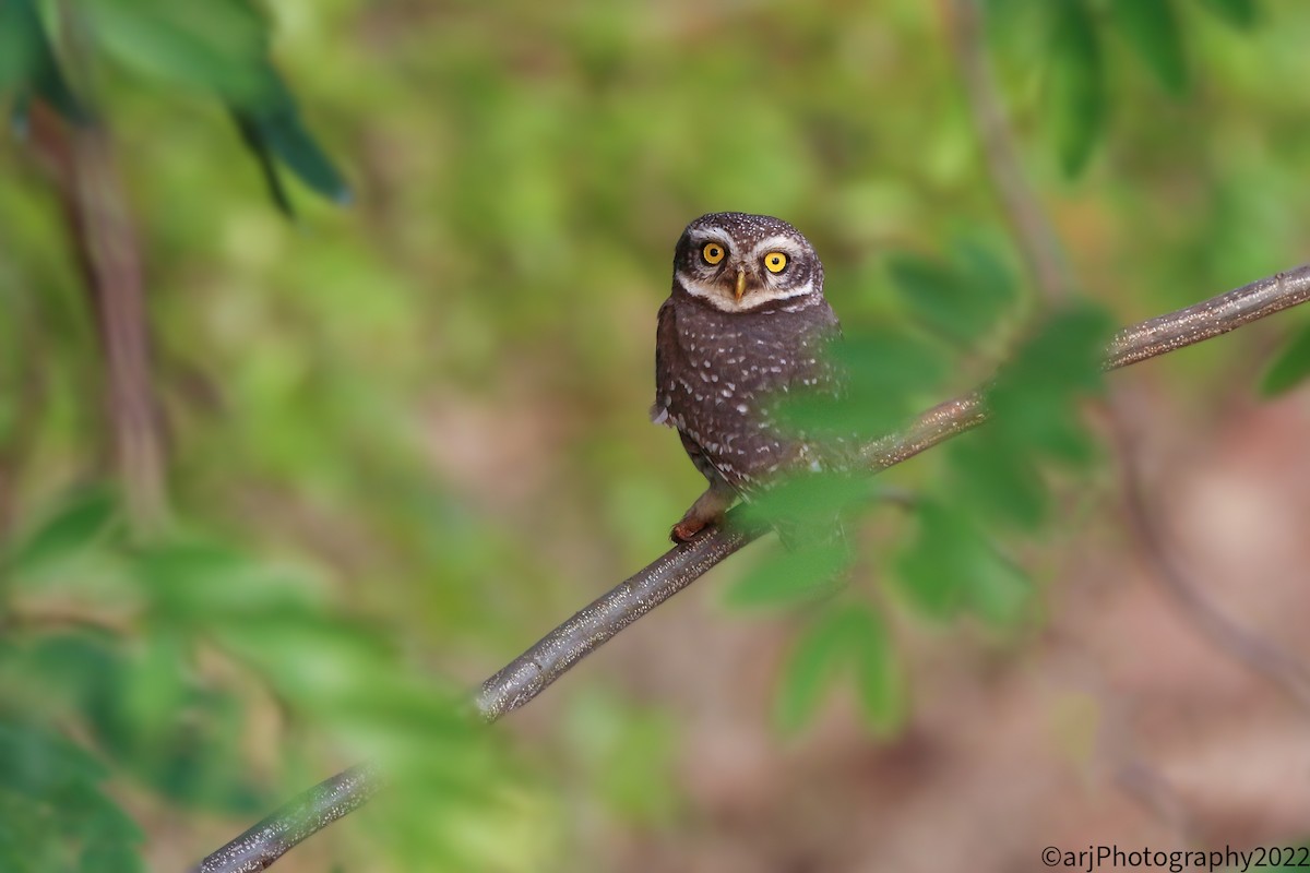 Spotted Owlet - ML426281721