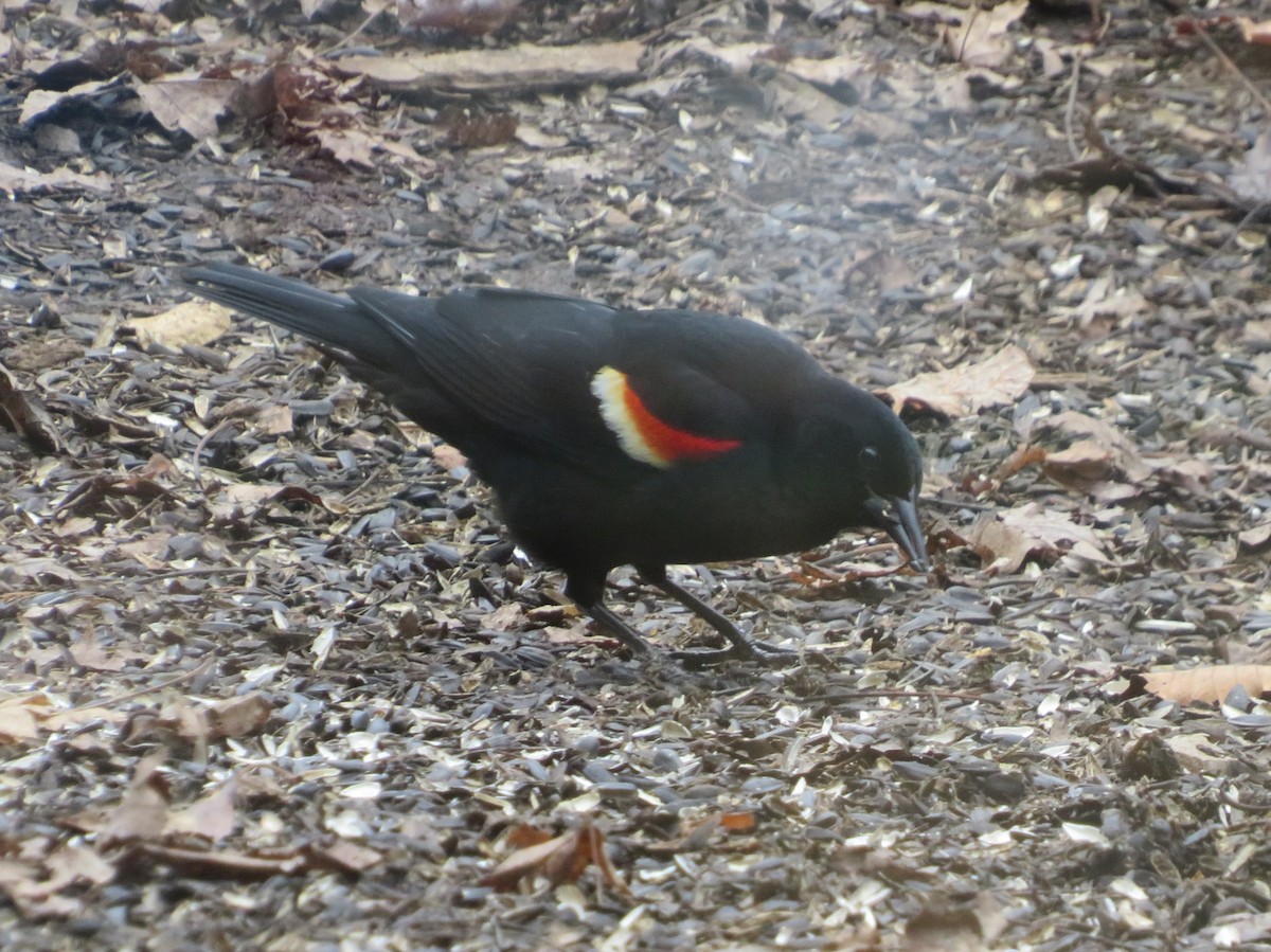 Red-winged Blackbird - ML426282141