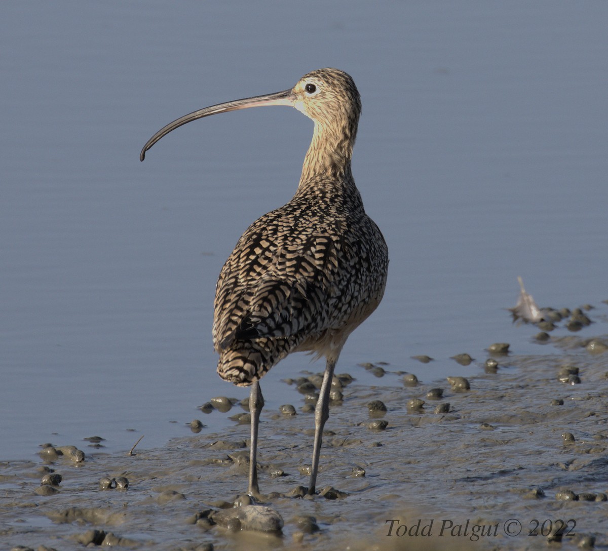 Long-billed Curlew - ML426283441