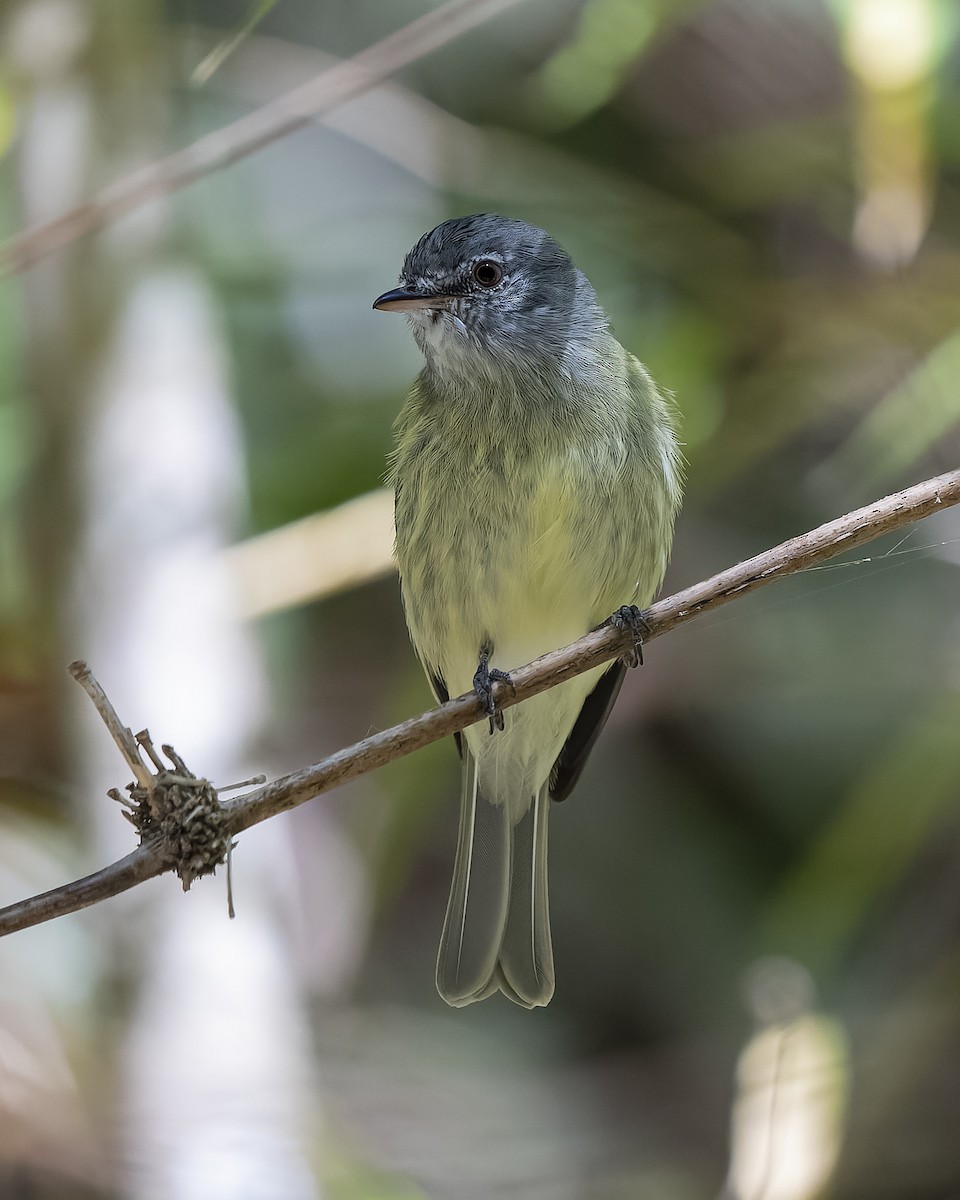 White-fronted Tyrannulet - ML426286911