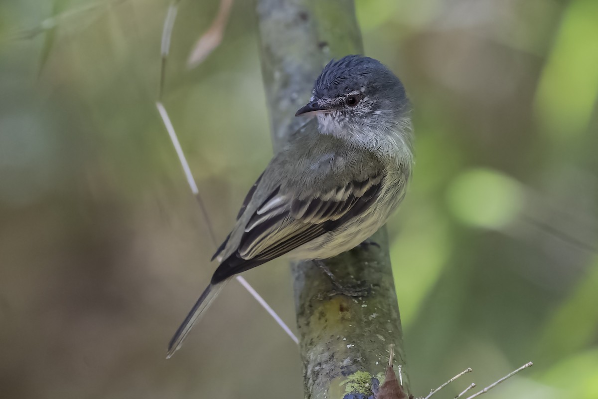 White-fronted Tyrannulet - ML426286941