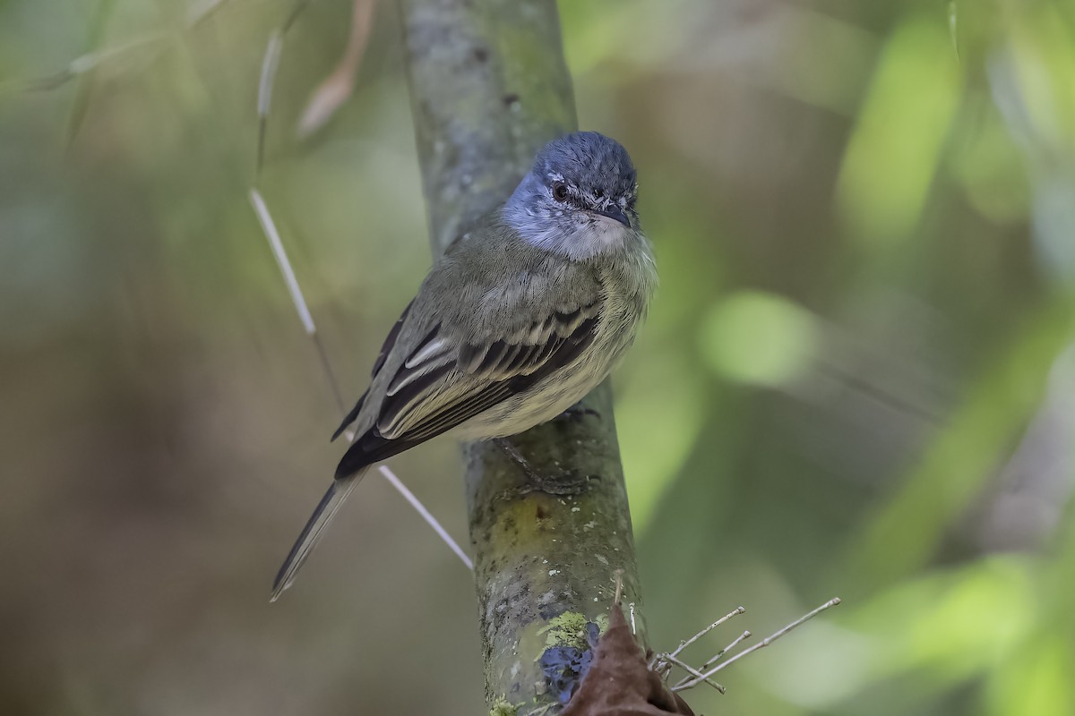 White-fronted Tyrannulet - ML426286951