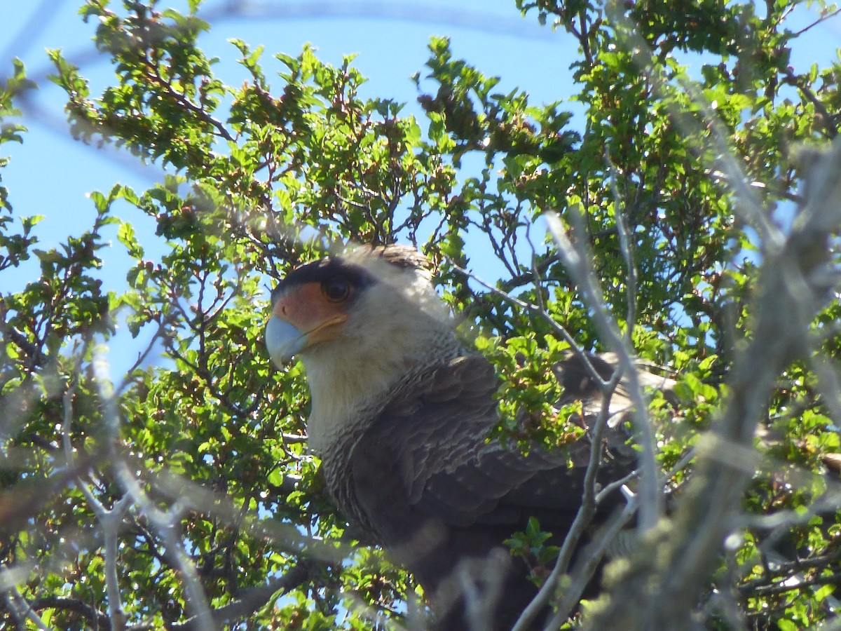 Crested Caracara (Southern) - Chris Kelly