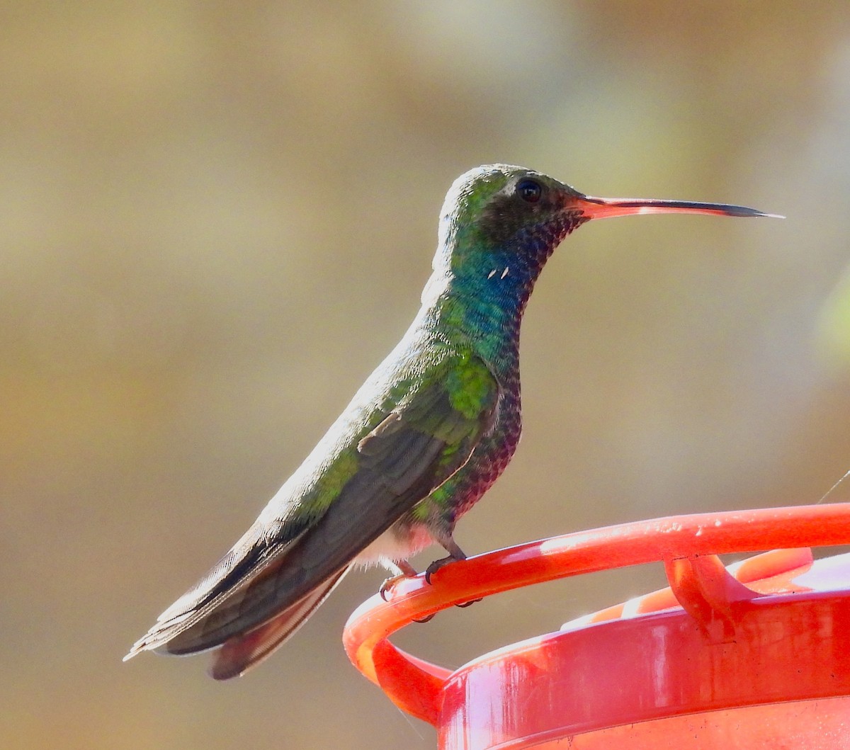 Broad-billed Hummingbird - Van Remsen