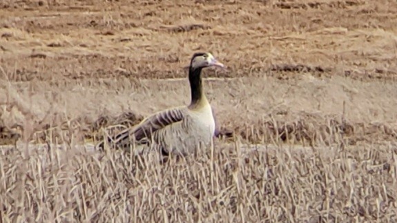 Greater White-fronted x Canada Goose (hybrid) - ML426291421