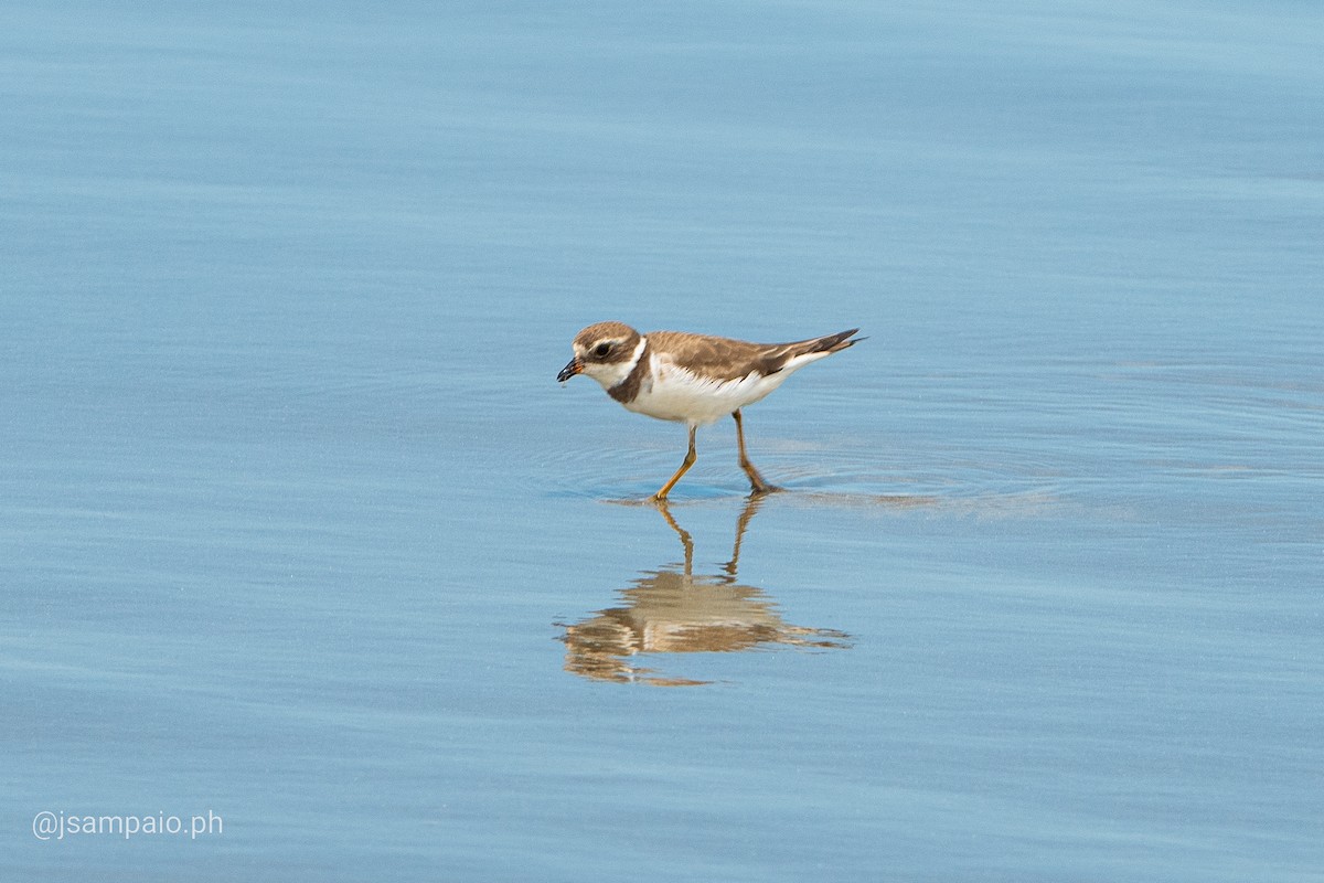 Semipalmated Plover - ML426294401