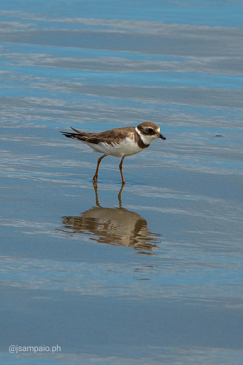 Semipalmated Plover - ML426294411