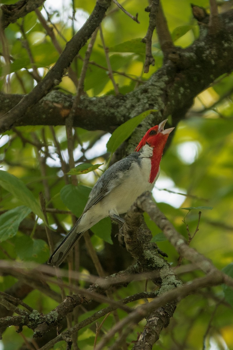 Red-crested Cardinal - ML426295171