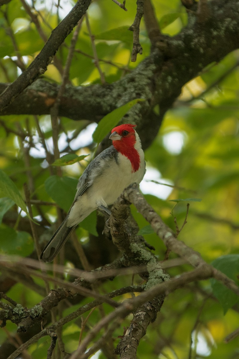 Red-crested Cardinal - ML426295181