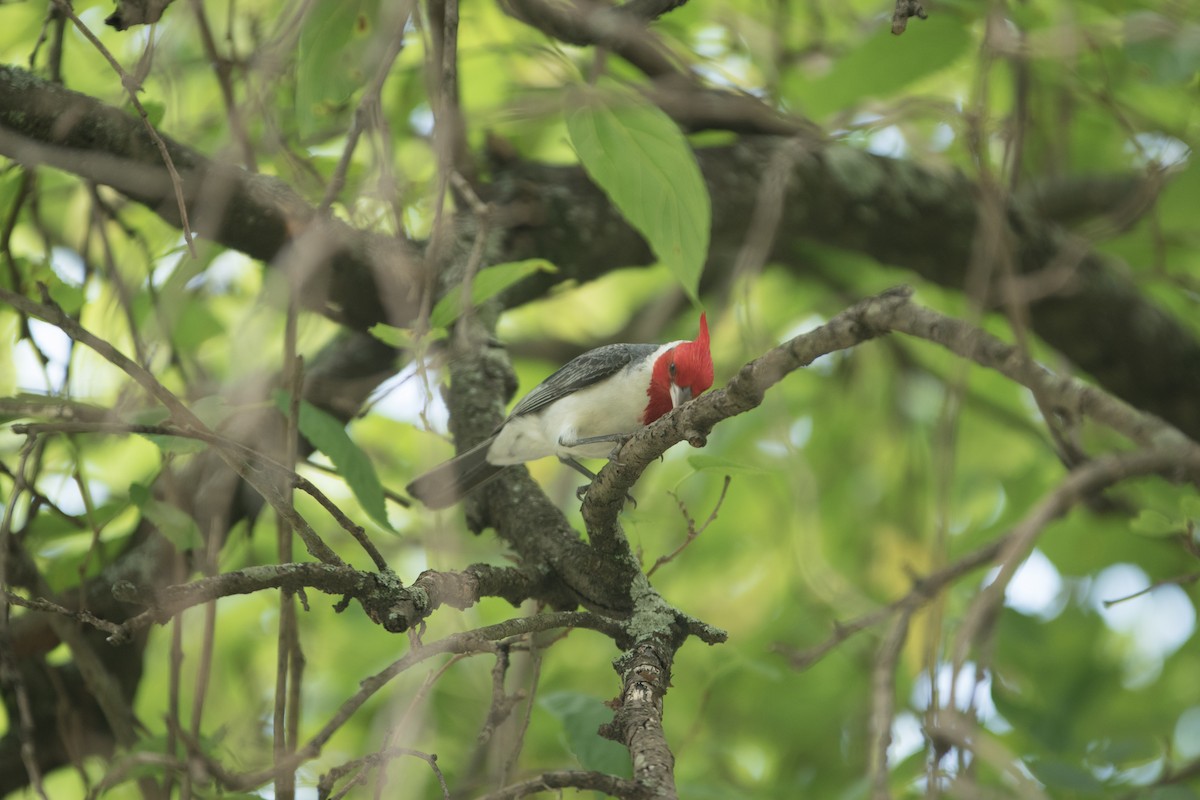 Red-crested Cardinal - ML426295211