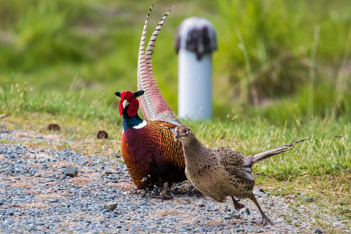 Ring-necked Pheasant - graichen & recer