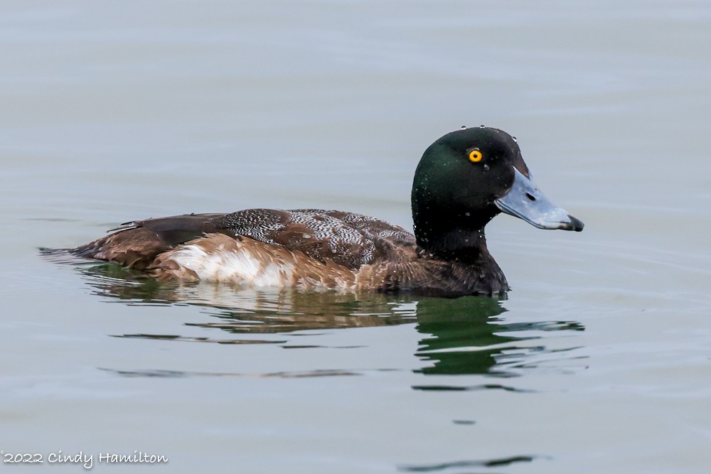 Greater Scaup - ML426297801