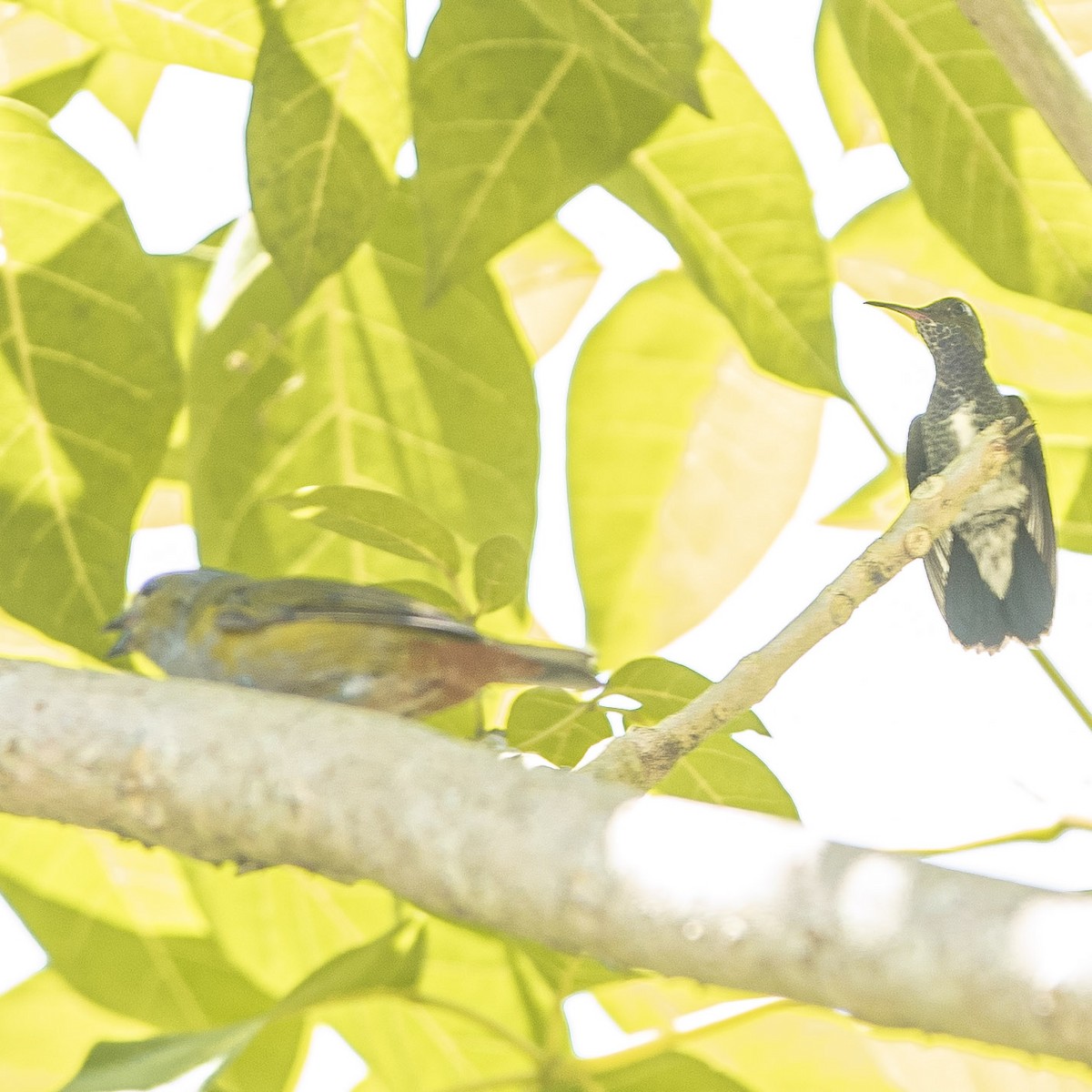 kolibřík safírový - ML426298261